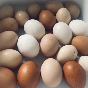 Chicken Egg