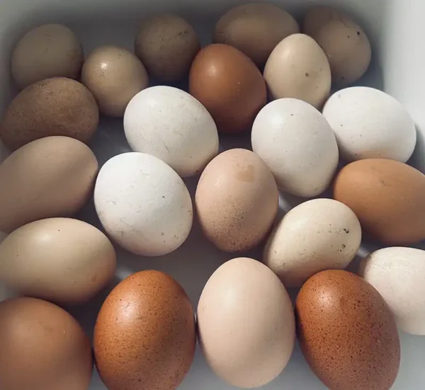 Chicken Egg