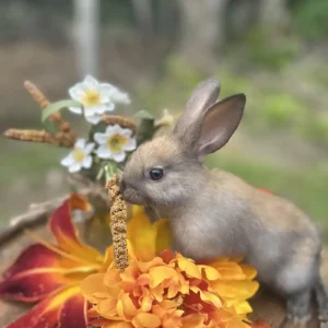 Harlequin Bunny