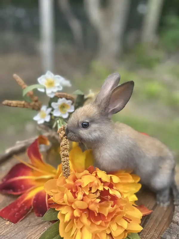 Harlequin Bunny