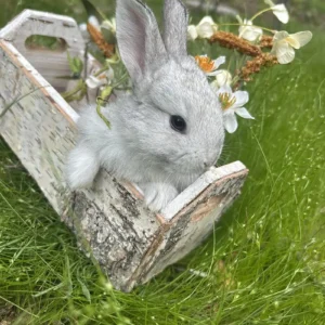 New Zealand bunny