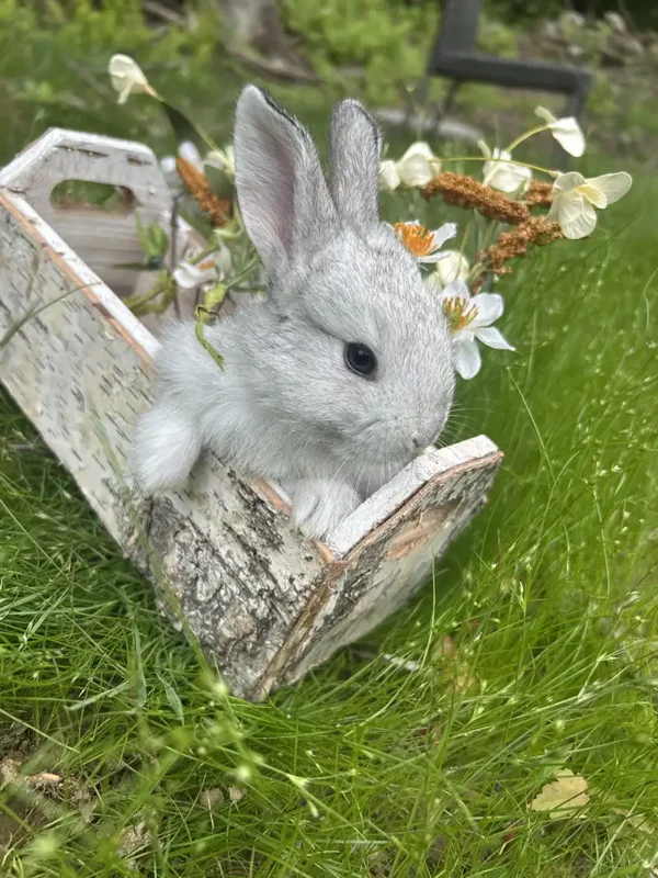 New Zealand bunny