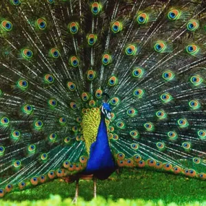 Blue India Peachick