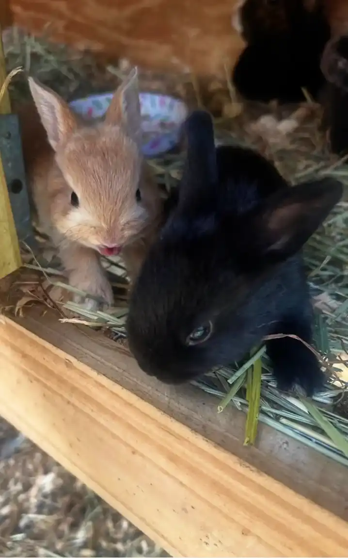 The Loft Farm Bunnies