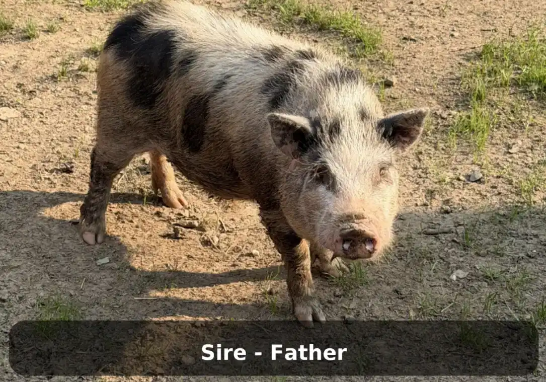 Sire